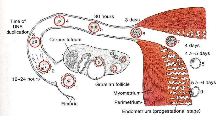 From Ovulation to implantation